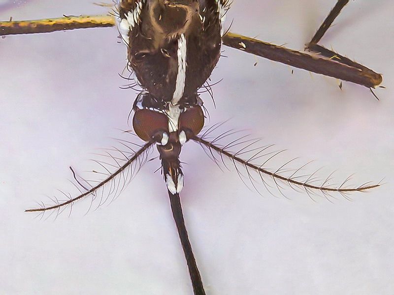 Culicidae - Aedes albopictus